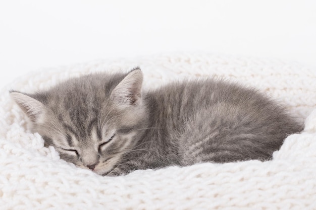 gray little sleepy kitten on a light background