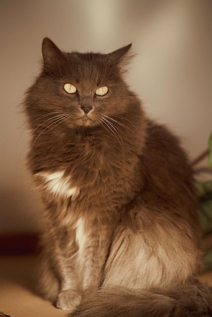 大きな緑色の目をした灰色の雄猫が、背後にある緑の家の植物と一緒に座っています。