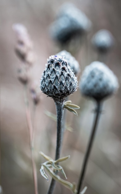 Gray meadow grass