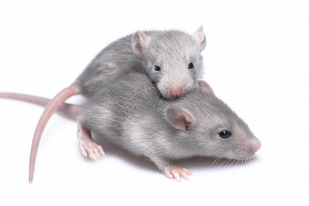 Gray mice