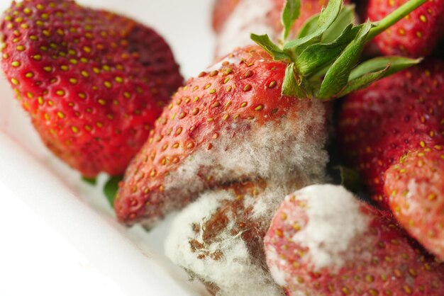 Gray Mold on strawberries on table