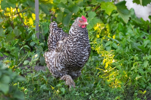 Gray motley chicken walks in the garden on the grass Chicken on the farm