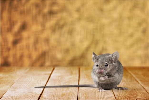 Gray mouse animal  on  background