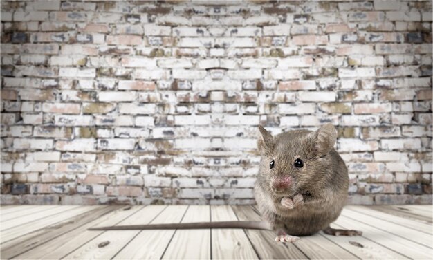 Gray mouse animal  on  background