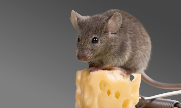 Gray mouse animal  and cheese on  background