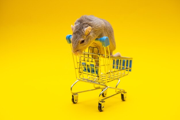 Gray mouse inside the shopping cart on a yellow background