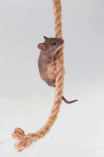 Gray mouse, shot close up against a light background