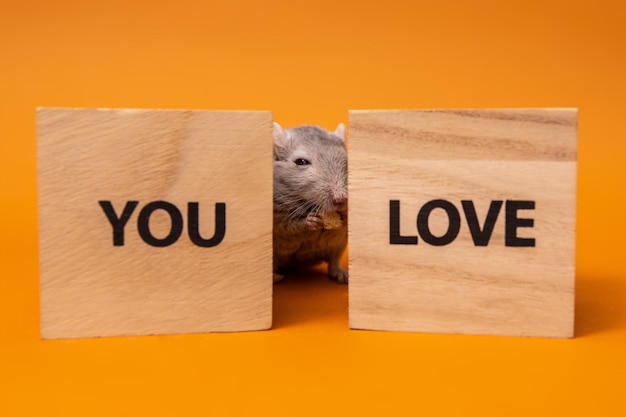 Gray mouse between wooden toy cubes on an orange background