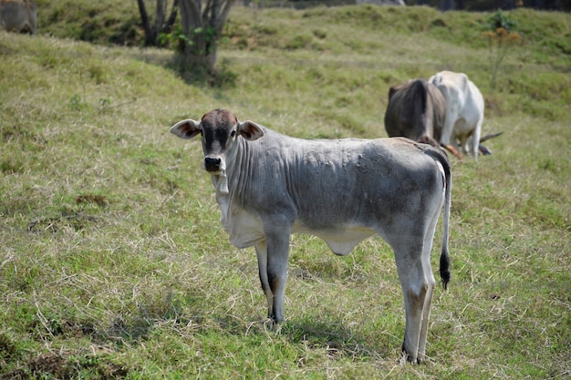 Gray nelore calf in the pasture