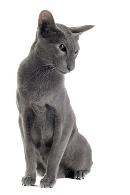 Gray oriental cat