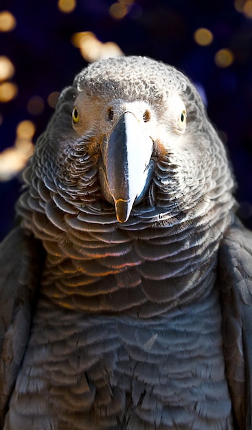 Foto pappagallo grigio