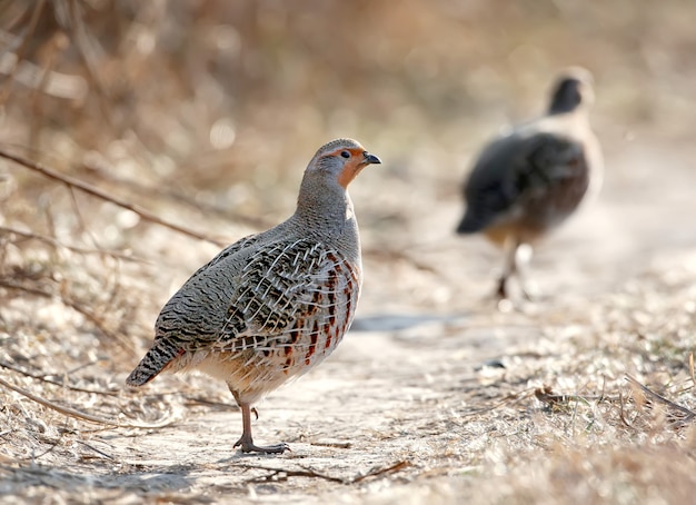 自然の生息地での灰色のヤマウズラ（Perdix perdix）のクローズアップの肖像画。羽の詳細写真