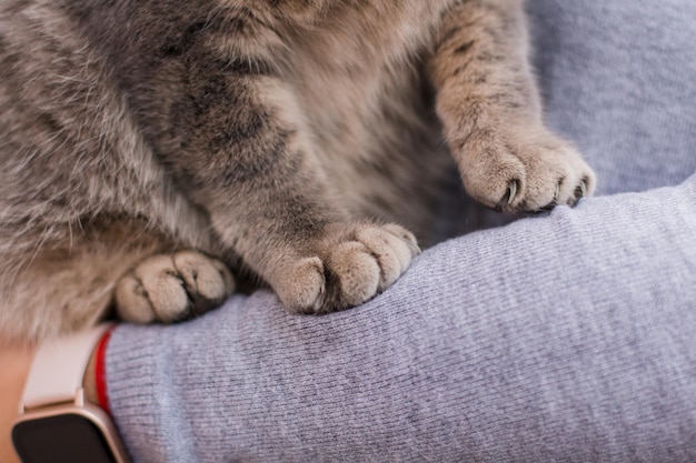 Zampe grigie di un gatto seduto sulle braccia di una ragazza