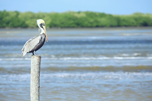 gray pelicans in nature, seabirds wildlife