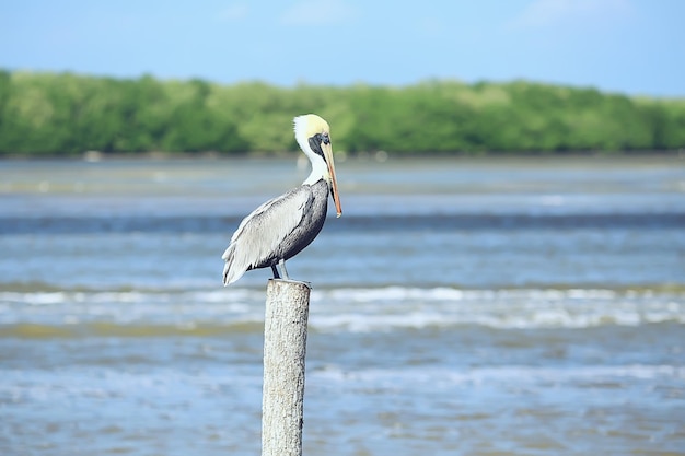 自然界の灰色のペリカン、海鳥の野生生物