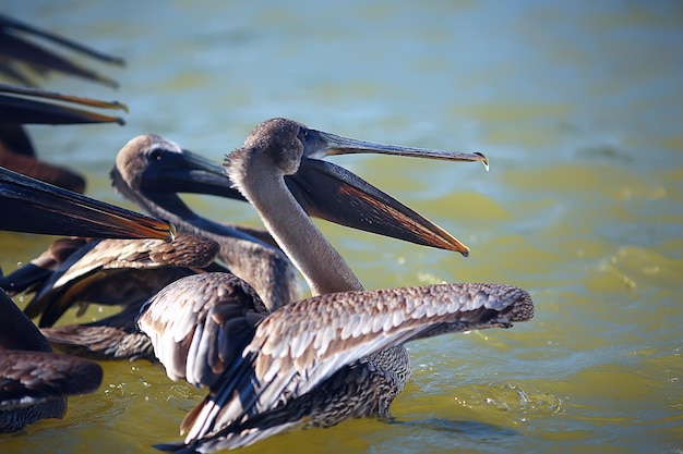 自然界の灰色のペリカン、海鳥の野生生物