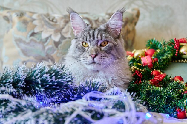 Photo gray pet cat at home on sofa with festive christmas new year's accessories