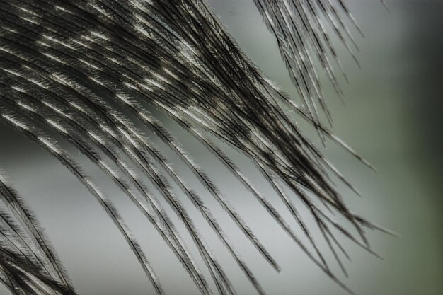Foto la piuma del fagiano grigio macro da vicino