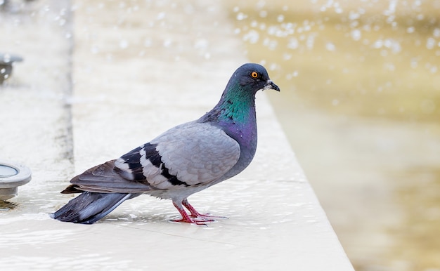 Gray pigeon at the fountain in hot weather_