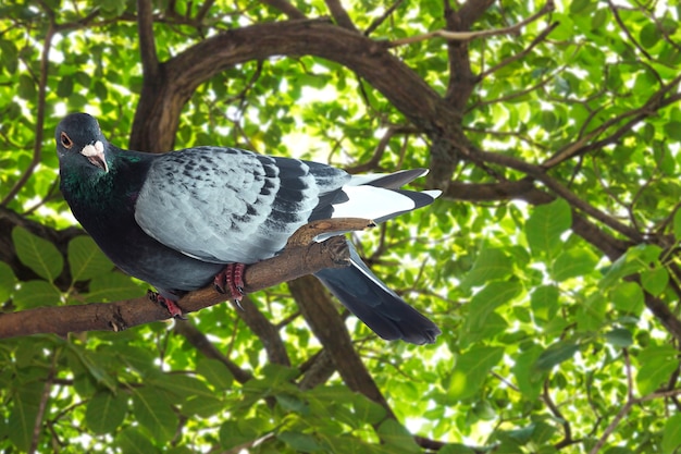 Gray pigeon at tree branch