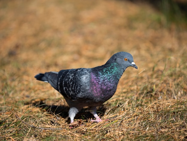 灰色の鳩が森の中の松葉の上を歩く