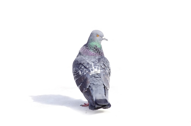 Gray pigeon