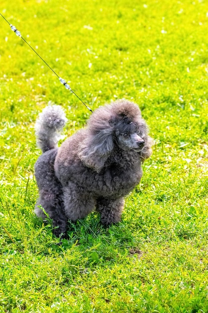 Gray poodle on a leash in the park during a walk