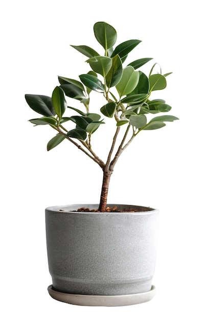 Gray potted plant isolated on white or transparent background AI Generated image