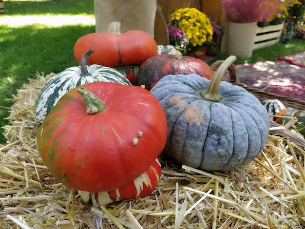 Gray pumpkin and several orange pumpkins on straw Botanical variety of pumpkins Vegetables zucchini and squash Halloween symbol Autumn harvest Allhalloween All Hallows Eve or All Saints Eve