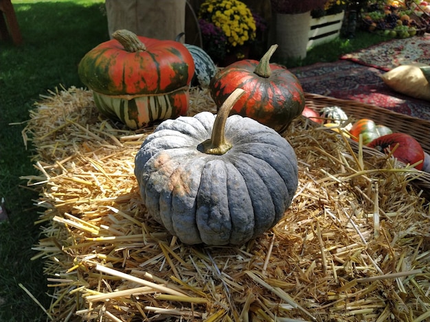 Photo gray pumpkin and several orange pumpkins on straw botanical variety of pumpkins vegetables zucchini and squash halloween symbol autumn harvest allhalloween all hallows eve or all saints eve