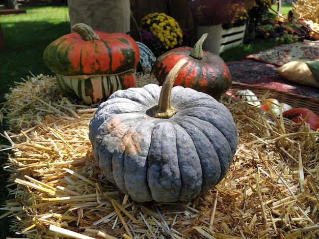 Gray pumpkin and several orange pumpkins on straw Botanical variety of pumpkins Vegetables zucchini and squash Halloween symbol Autumn harvest Allhalloween All Hallows Eve or All Saints Eve