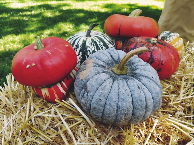 Photo gray pumpkin and several orange pumpkins on straw botanical variety of pumpkins vegetables zucchini and squash halloween symbol autumn harvest allhalloween all hallows eve or all saints eve