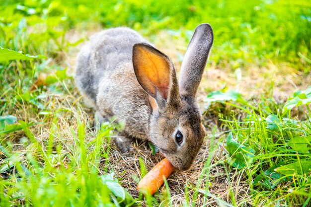 Photo gray rabbit in the grass in the meadow