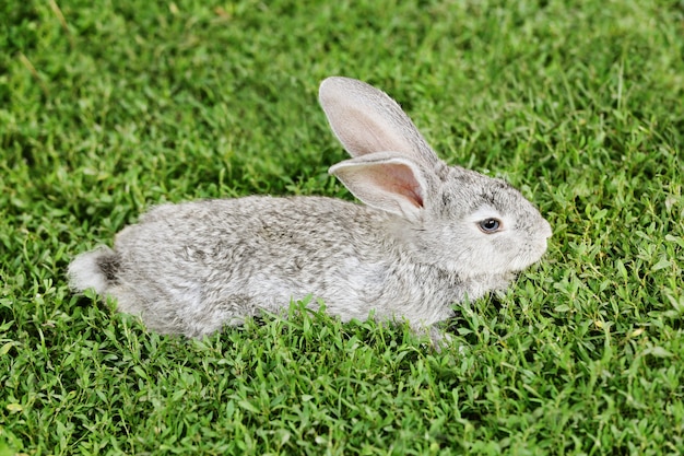 Gray rabbit on the grass