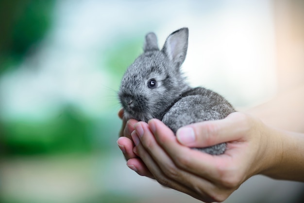 Gray rabbit in hand