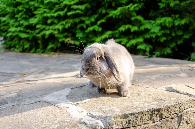 Gray rabbit is playing on the street in the summer Green background