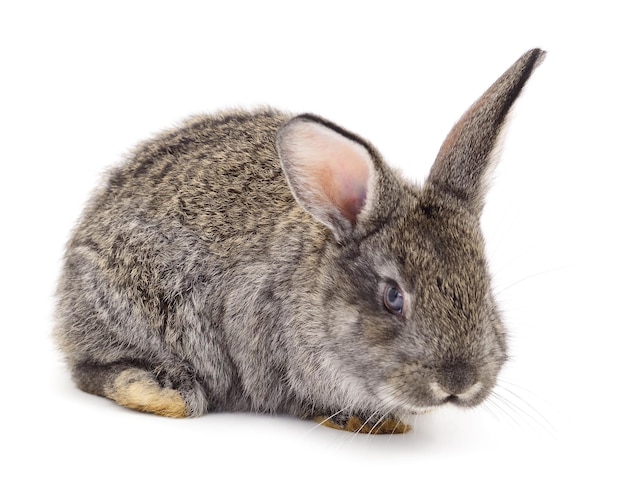 Gray rabbit isolated