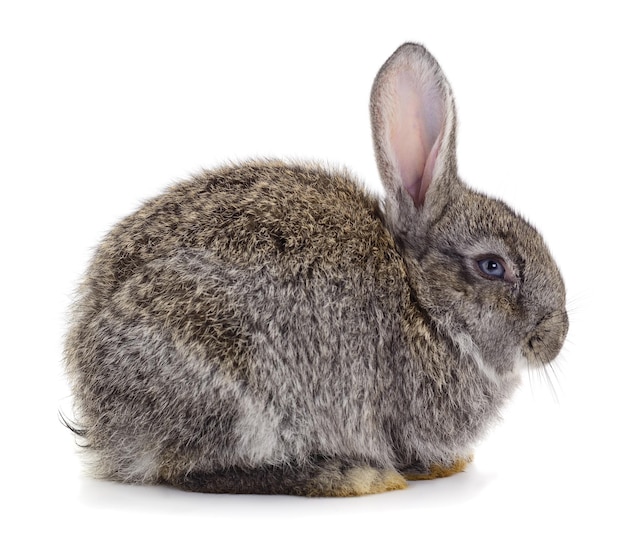 Gray rabbit isolated