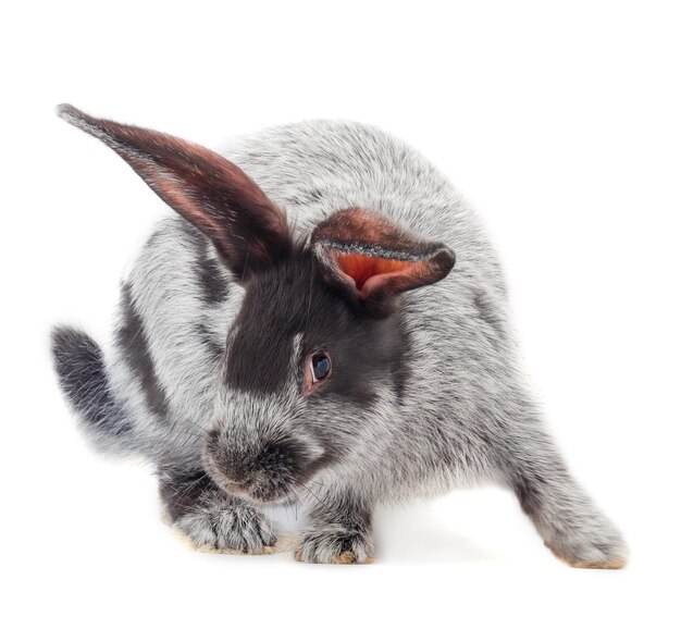 Photo gray rabbit isolated