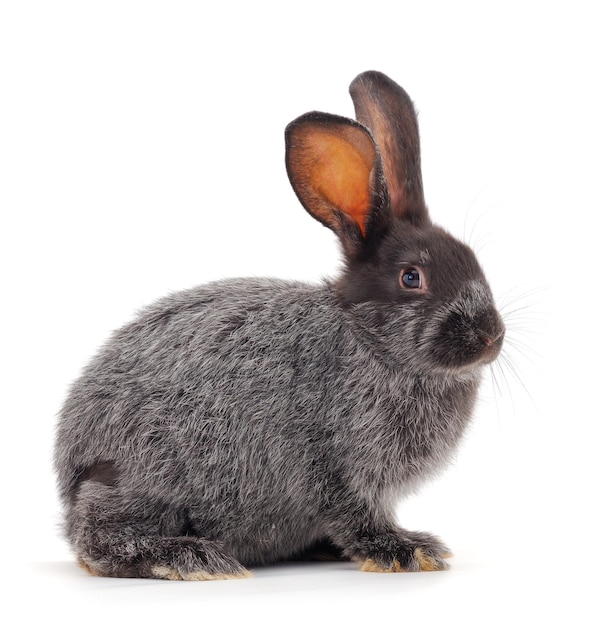 Gray rabbit isolated