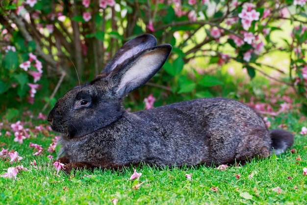 Photo the gray rabbit