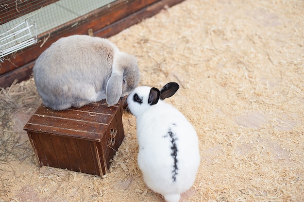 接触動物園の灰色のウサギ。おかしいバニー。