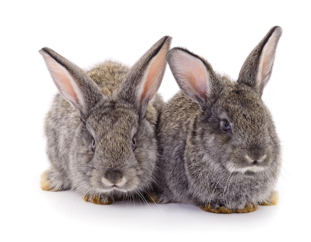 Gray rabbits isolated