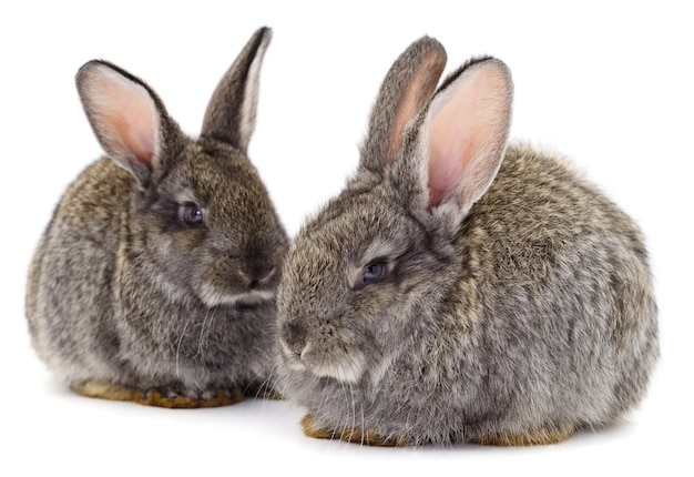 Gray rabbits isolated