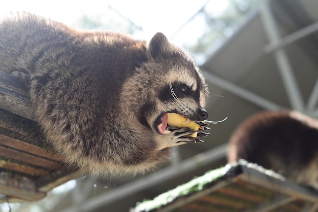 Gray raccoon eating apple close up