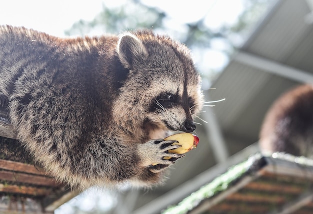 Gray raccoon eating apple close up