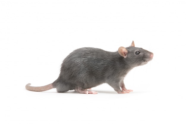 Photo gray rat isolated