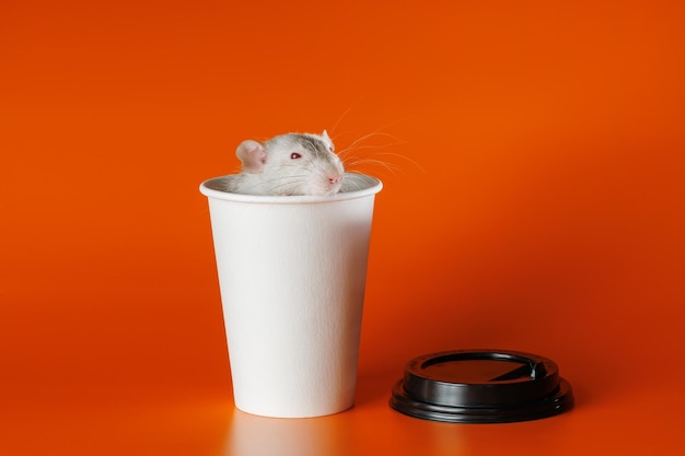 Gray rat in a paper cup Mouse in a coffee mug Portrait of a pest Rodent isolated on orange background for lettering and header