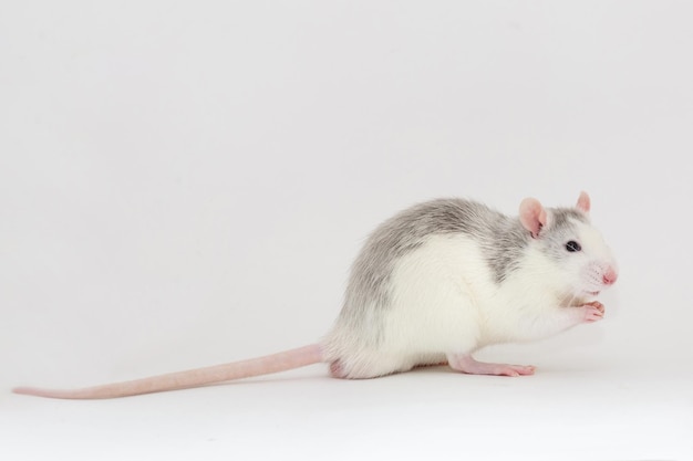 Gray rat on white background