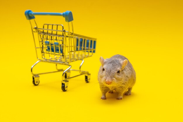 Gray rat whith the shopping cart on a yellow background